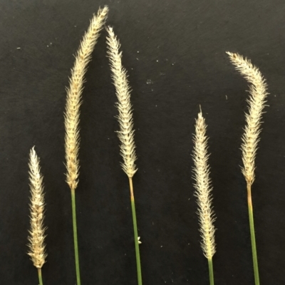 Setaria (genus) (Pigeon Grass) at Garran, ACT - 16 Apr 2021 by ruthkerruish