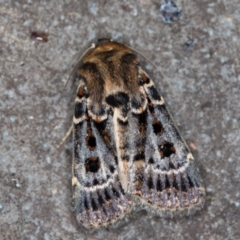 Proteuxoa sanguinipuncta (Blood-spotted Noctuid) at Melba, ACT - 21 Feb 2021 by Bron