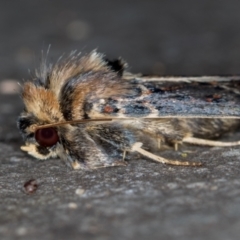 Proteuxoa sanguinipuncta at Melba, ACT - 21 Feb 2021