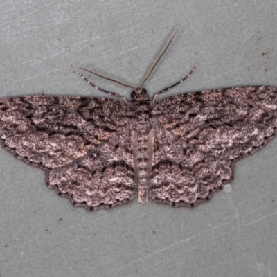 Ectropis fractaria (Ringed Bark Moth) at Melba, ACT - 21 Feb 2021 by Bron