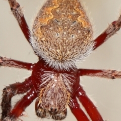 Hortophora transmarina (Garden Orb Weaver) at ANBG - 21 Feb 2021 by TimL