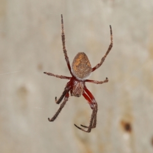 Hortophora transmarina at Acton, ACT - 21 Feb 2021 11:12 AM