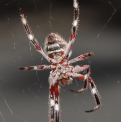 Hortophora transmarina at Acton, ACT - 21 Feb 2021