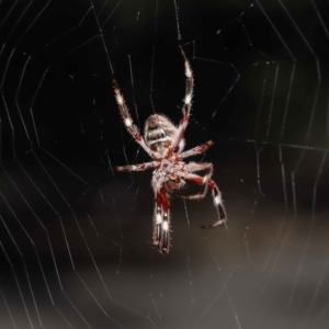 Hortophora transmarina at Acton, ACT - 21 Feb 2021