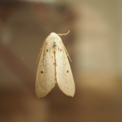 Plesanemma fucata (Lemon Gum Moth) at Higgins, ACT - 16 Apr 2021 by wombey