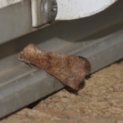 Mnesampela privata (Autumn Gum Moth) at Higgins, ACT - 21 Mar 2021 by AlisonMilton