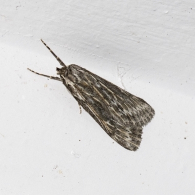 Ciampa arietaria (Brown Pasture Looper Moth) at Higgins, ACT - 27 Mar 2021 by AlisonMilton