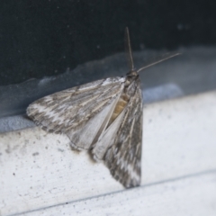 Ciampa arietaria (Brown Pasture Looper Moth) at Higgins, ACT - 4 Apr 2021 by AlisonMilton