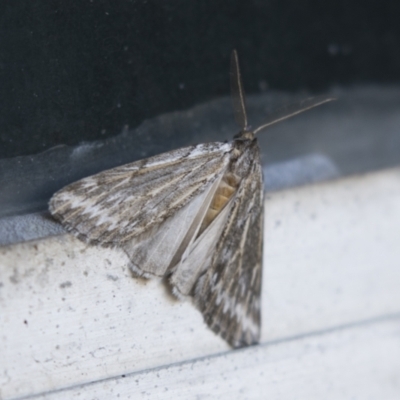 Ciampa arietaria (Brown Pasture Looper Moth) at Higgins, ACT - 3 Apr 2021 by AlisonMilton