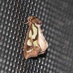 Cosmodes elegans (Green Blotched Moth) at Higgins, ACT - 4 Apr 2021 by AlisonMilton