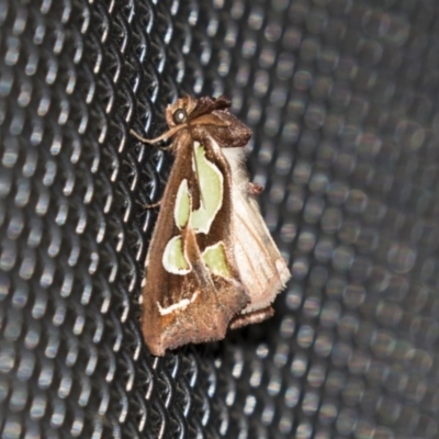 Cosmodes elegans (Green Blotched Moth) at Higgins, ACT - 4 Apr 2021 by AlisonMilton