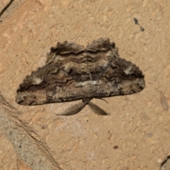 Scioglyptis lyciaria (White-patch Bark Moth) at Higgins, ACT - 23 Mar 2021 by AlisonMilton