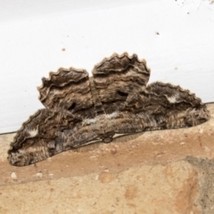 Scioglyptis lyciaria (White-patch Bark Moth) at Higgins, ACT - 27 Mar 2021 by AlisonMilton