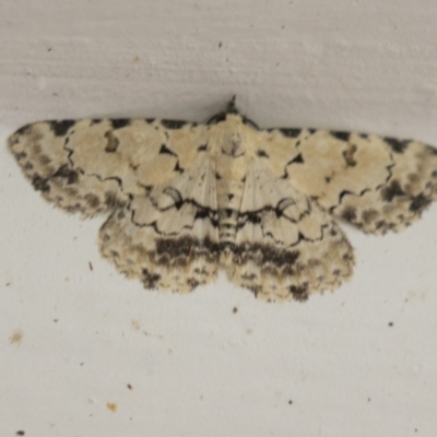 Sandava scitisignata (A noctuid moth) at Higgins, ACT - 29 Mar 2021 by AlisonMilton