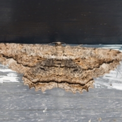 Scioglyptis lyciaria (White-patch Bark Moth) at Higgins, ACT - 3 Apr 2021 by AlisonMilton
