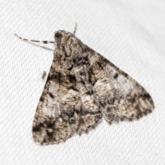 Gastrinodes argoplaca (Cryptic Bark Moth) at Black Mountain - 8 Apr 2019 by AlisonMilton