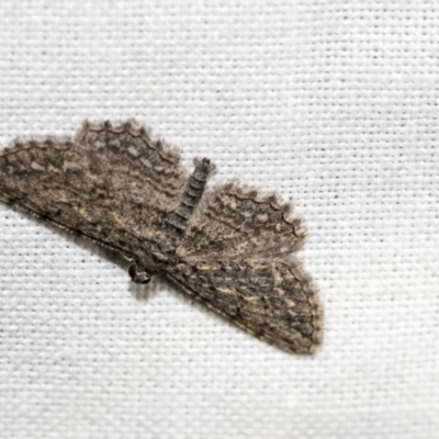 Psilosticha pristis (Little Brown Bark Moth) at Black Mountain - 8 Apr 2019 by AlisonMilton