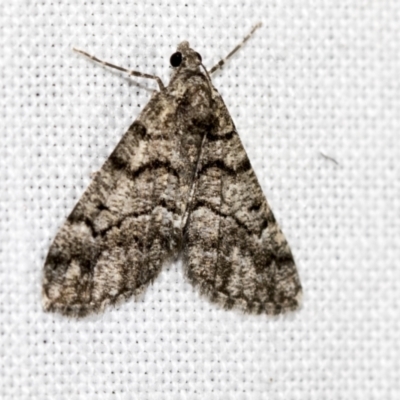 Lipogya exprimataria (Jagged Bark Moth) at Downer, ACT - 8 Apr 2019 by AlisonMilton