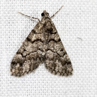 Lipogya exprimataria (Jagged Bark Moth) at Black Mountain - 8 Apr 2019 by AlisonMilton