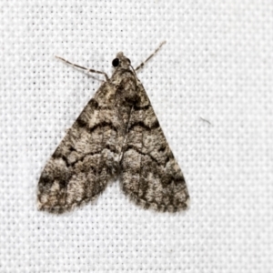 Lipogya exprimataria at Downer, ACT - 8 Apr 2019 07:36 PM