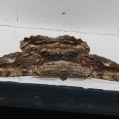 Scioglyptis lyciaria (White-patch Bark Moth) at Higgins, ACT - 21 Mar 2021 by AlisonMilton