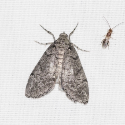 Smyriodes undescribed species nr aplectaria at Black Mountain - 8 Apr 2019 by AlisonMilton