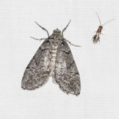 Smyriodes undescribed species nr aplectaria at Downer, ACT - 8 Apr 2019 08:18 PM