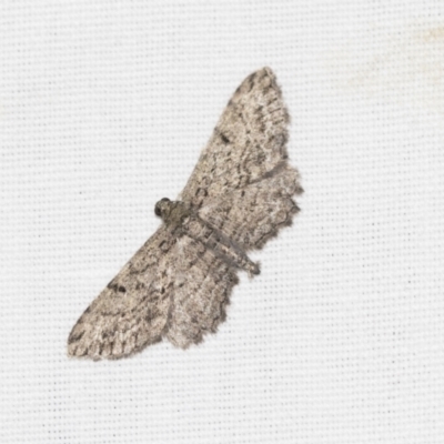 Psilosticha pristis (Little Brown Bark Moth) at Black Mountain - 8 Apr 2019 by AlisonMilton