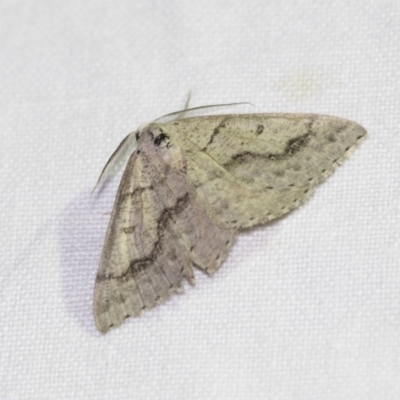Nearcha aridaria (An Oenochromine moth) at Black Mountain - 8 Apr 2019 by AlisonMilton