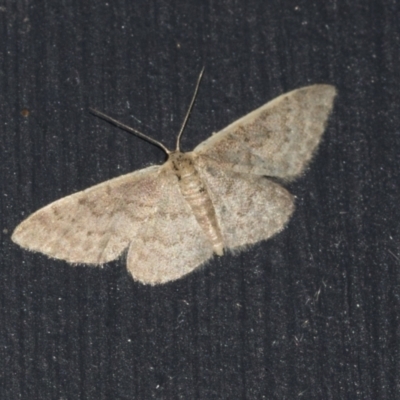 Idaea costaria (White-edged Wave) at Higgins, ACT - 20 Mar 2021 by AlisonMilton