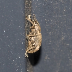 Curculionidae (family) at Higgins, ACT - 30 Mar 2021