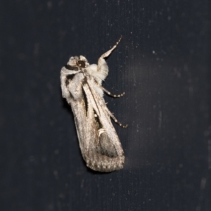 Proteuxoa undescribed species near paragypsa at Higgins, ACT - 23 Mar 2021 02:06 AM