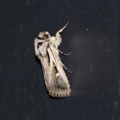 Proteuxoa undescribed species near paragypsa (A Noctuid moth) at Higgins, ACT - 22 Mar 2021 by AlisonMilton