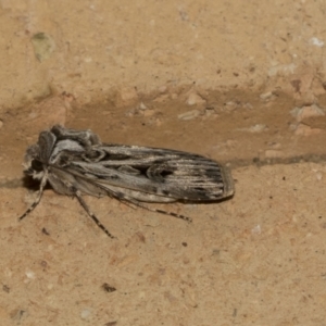 Proteuxoa undescribed species near paragypsa at Higgins, ACT - 23 Mar 2021 02:06 AM