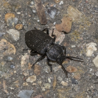 Adelium porcatum (Darkling Beetle) at Acton, ACT - 25 Mar 2021 by AlisonMilton