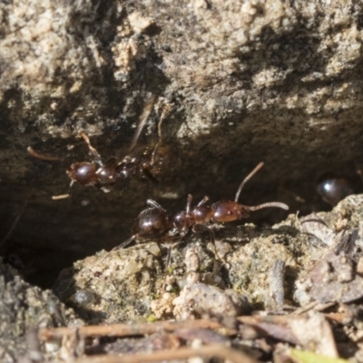 Papyrius sp. (genus) (A Coconut Ant) at Acton, ACT - 26 Mar 2021 by AlisonMilton