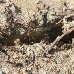 Papyrius sp. (genus) at Acton, ACT - 26 Mar 2021