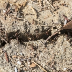 Papyrius sp. (genus) at Acton, ACT - 26 Mar 2021