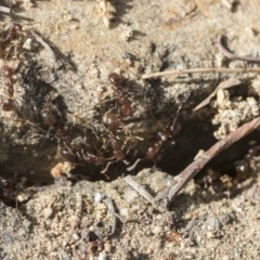 Papyrius sp. (genus) at Acton, ACT - 26 Mar 2021