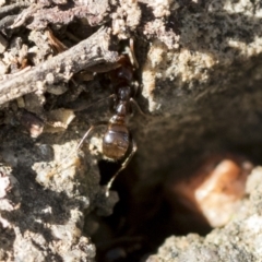 Papyrius sp. (genus) at Acton, ACT - 26 Mar 2021