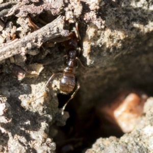 Papyrius sp. (genus) at Acton, ACT - 26 Mar 2021