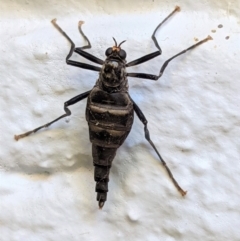 Boreoides subulatus at Hughes, ACT - 15 Apr 2021