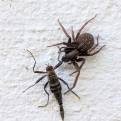 Badumna insignis (Black House Spider) at Hughes, ACT - 15 Apr 2021 by JackyF