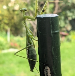 Pseudomantis albofimbriata at Hughes, ACT - 7 Apr 2021