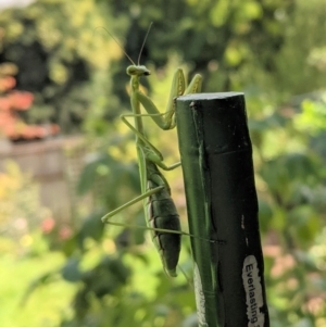 Pseudomantis albofimbriata at Hughes, ACT - 7 Apr 2021