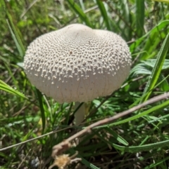 Macrolepiota sp. at Red Hill to Yarralumla Creek - 7 Apr 2021 by JackyF