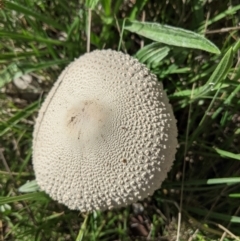 Macrolepiota sp. at Deakin, ACT - 7 Apr 2021 02:07 PM