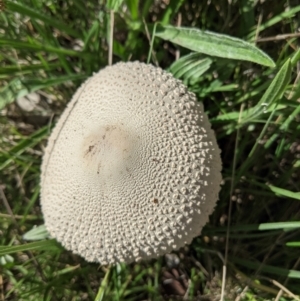 Macrolepiota sp. at Deakin, ACT - 7 Apr 2021