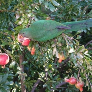 Alisterus scapularis at Hughes, ACT - 16 Apr 2021