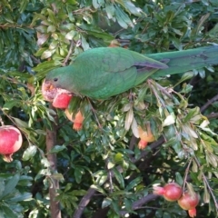 Alisterus scapularis (Australian King-Parrot) at Hughes, ACT - 16 Apr 2021 by JackyF